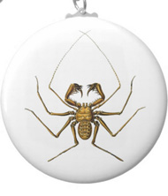 Keychains with spider designs, based on the drawings of Ernst Haeckel