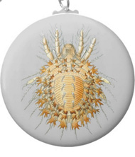 Keychains with spider designs, based on the drawings of Ernst Haeckel