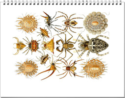 Calendar of spider drawings from the work of Ernst Haeckel