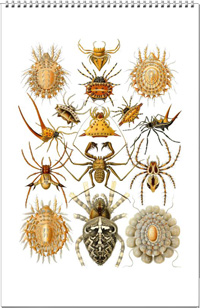 Calendar of spider drawings from the work of Ernst Haeckel
