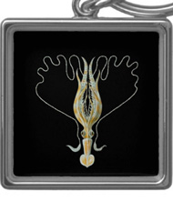 Keychains with squid and octopus designs, based on the drawings of Ernst Haeckel
