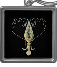 Keychains with squid and octopus designs, based on the drawings of Ernst Haeckel