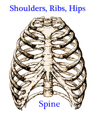 Bones of the Human Thorax