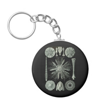 Keychains with starfish designs, based on the drawings of Ernst Haeckel