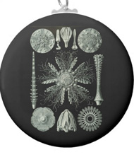 Keychains with starfish designs, based on the drawings of Ernst Haeckel