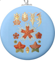 Keychains with starfish designs, based on the drawings of Ernst Haeckel