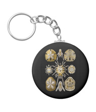 Keychains with starfish designs, based on the drawings of Ernst Haeckel