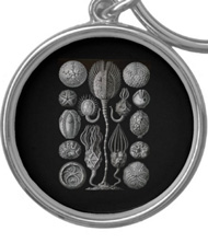 Keychains with starfish designs, based on the drawings of Ernst Haeckel