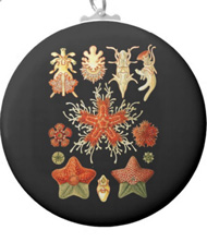 Keychains with starfish designs, based on the drawings of Ernst Haeckel