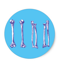 Bones of the human lower limb, stickers