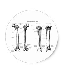 Bones of the human lower limb, stickers