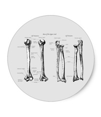 Bones of the human lower limb, stickers