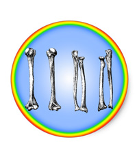 Bones of the human lower limb, stickers