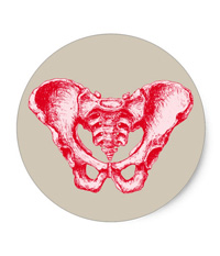 bones of the human body, stickers