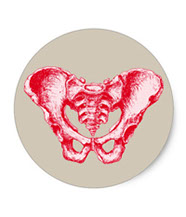 bones of the human body, stickers