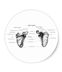 bones of the human body, stickers