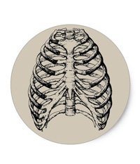 bones of the human body, stickers