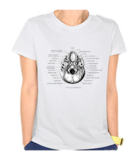 Details of the human skull singularly and in groups, in various colors and arrangements. Women's t-shirts.