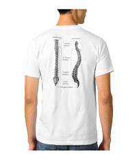 Bones of the human spine, backbone, spinal column