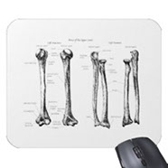 Bones of the human upper limbs